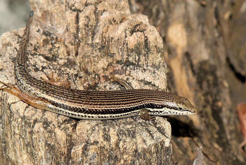 Eastern Sand Skink