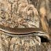 Eastern Sand Skink - Photo (c) Wynand Uys, some rights reserved (CC BY), uploaded by Wynand Uys