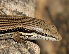 Trachylepis depressa