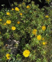 Berkheya spinosissima