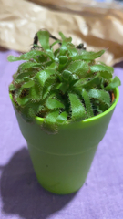 Drosera