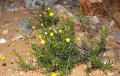 Chrysocoma microphylla