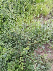 Ulmus pumila