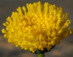 Chrysocoma microphylla