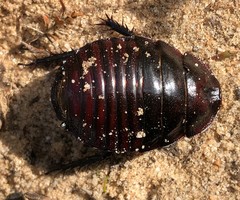 Geoscapheus robustus