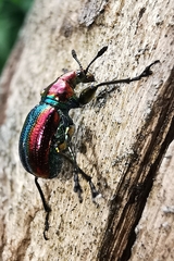 Pilolabus viridans