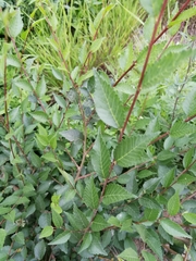 Ulmus pumila