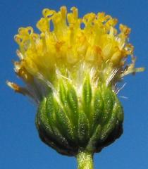 Chrysocoma microphylla
