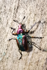 Pilolabus viridans