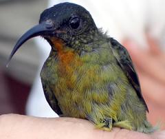 Olive Sunbird photo 3