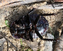 Geoscapheus robustus