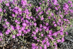Drosanthemum glabrescens