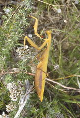Paramantis sacra