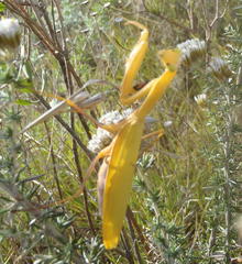 Paramantis sacra