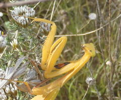 Paramantis sacra