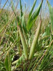 Brachystelma foetidum