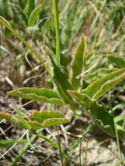 Brachystelma foetidum