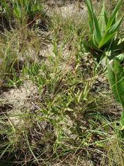 Brachystelma foetidum