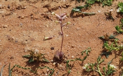Lachenalia trichophylla