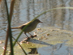 Acrocephalus gracilirostris gracilirostris