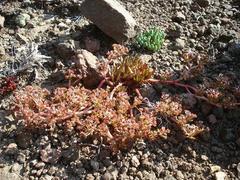 Crassula peploides