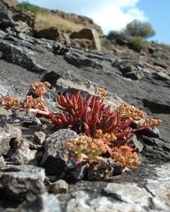 Crassula peploides