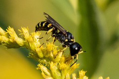 Ectemnius maculosus