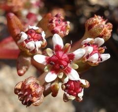 Crassula peploides