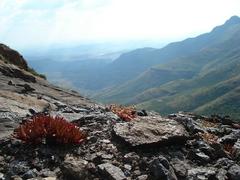 Crassula peploides