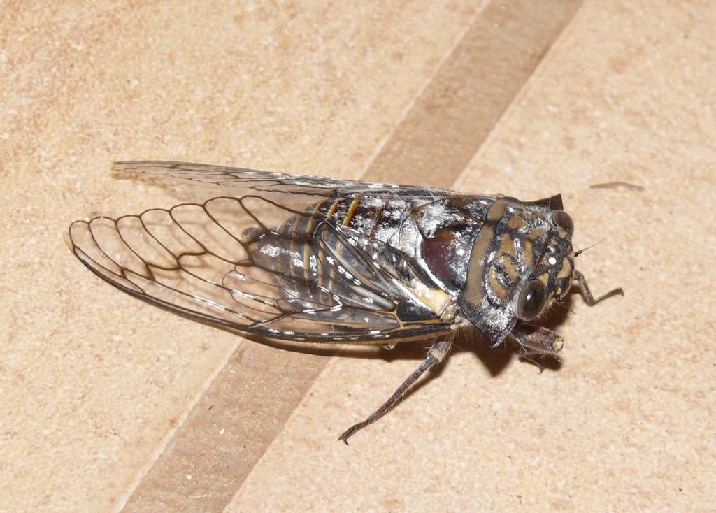 Sharpcollar Cicadas