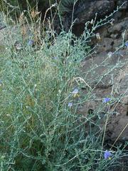 Lotononis sericophylla