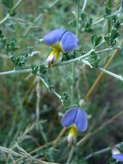 Lotononis sericophylla