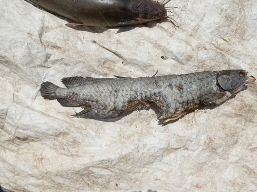 African arowana (Heterotis niloticus) — Arapaimidae — 3