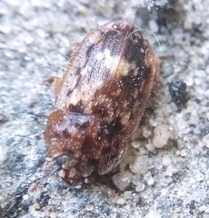 Soronia grisea