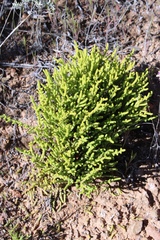 Crassula muscosa obtusifolia