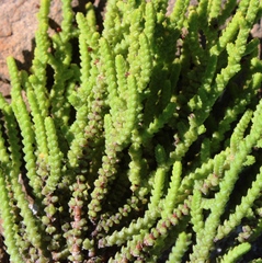 Crassula muscosa obtusifolia