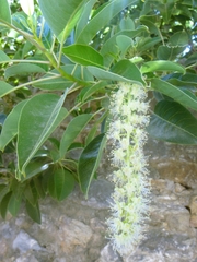 Phytolacca dioica