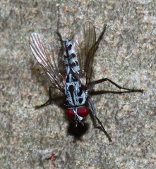 Eustalomyia hilaris