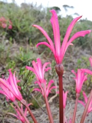 Brunsvigia gregaria