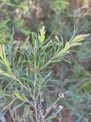 Melaleuca trichostachya