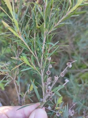 Melaleuca trichostachya