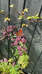 Aglais io