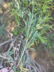 Melaleuca trichostachya