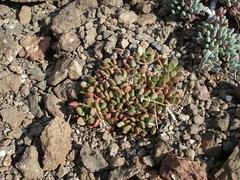 Anacampseros rufescens