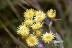 Helichrysum goetzeanum