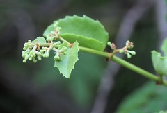 Cissus rotundifolia rotundifolia