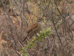 Emberiza capensis cinnamomea