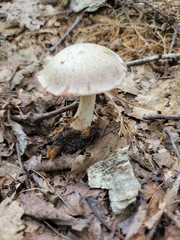 Cortinarius vagabundus