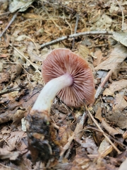 Cortinarius vagabundus