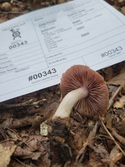 Cortinarius vagabundus